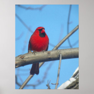 Póster Cardenal rojo/pájaro