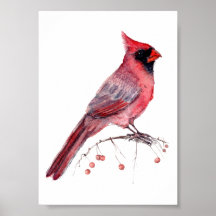 Cardenal Rojo Pájaro