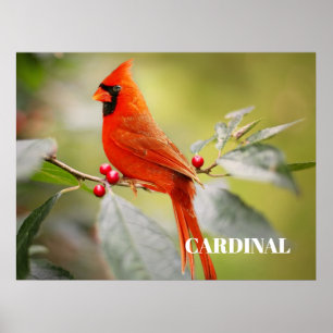 Póster Cardenal Rojo Pájaro en Árbol