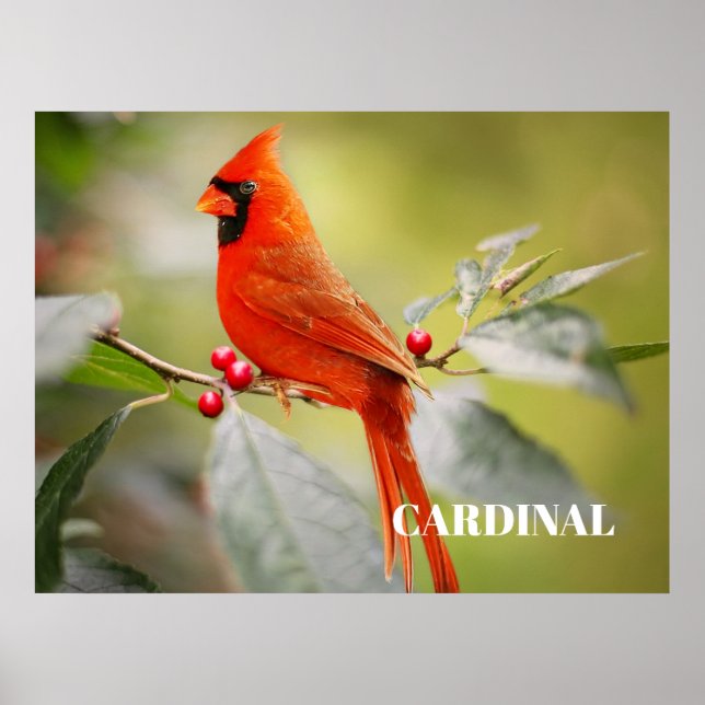 Póster Cardenal Rojo Pájaro en Árbol (Frente)