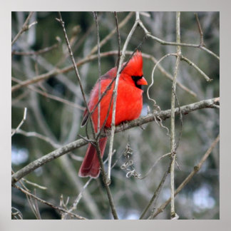 Póster Cardenal rojo real 24x24 Poster