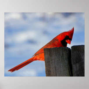 Póster Cardenal rojo sobre trozos de madera