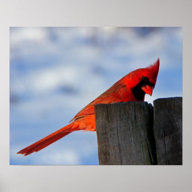 Póster Cardenal rojo sobre trozos de madera (Frente)