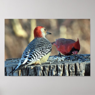 Póster Cardenal rojo y pececillo rojo perezoso