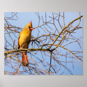 Póster Cardenal septentrional de sexo femenino