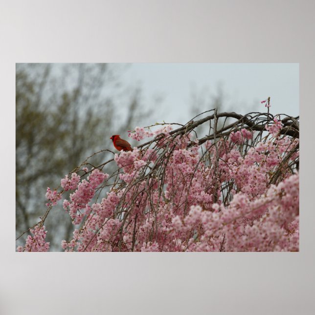 Póster Cardenal sobre un arbol de cerezos que llora (Frente)
