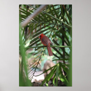 Póster Cardenal Tropical en las palmas