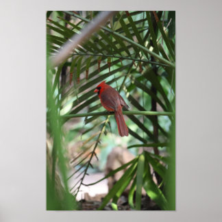 Póster Cardenal Tropical en las palmas