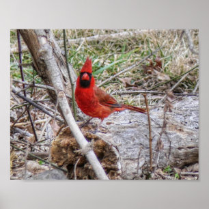 Póster Cardenal Vibrante