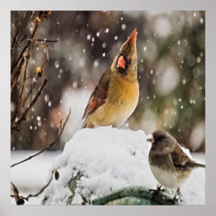 Póster Cardenal Y Espadín En La Nieve