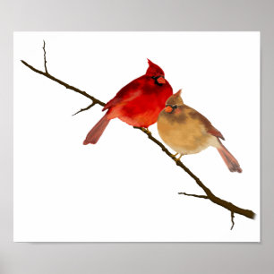 Póster Cardenales