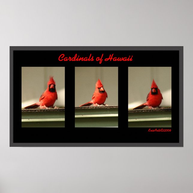 Póster Cardenales De Hawai (Frente)