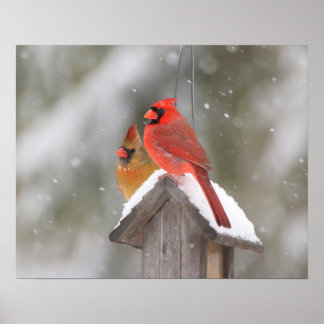 Póster Cardenales del norte en la nieve