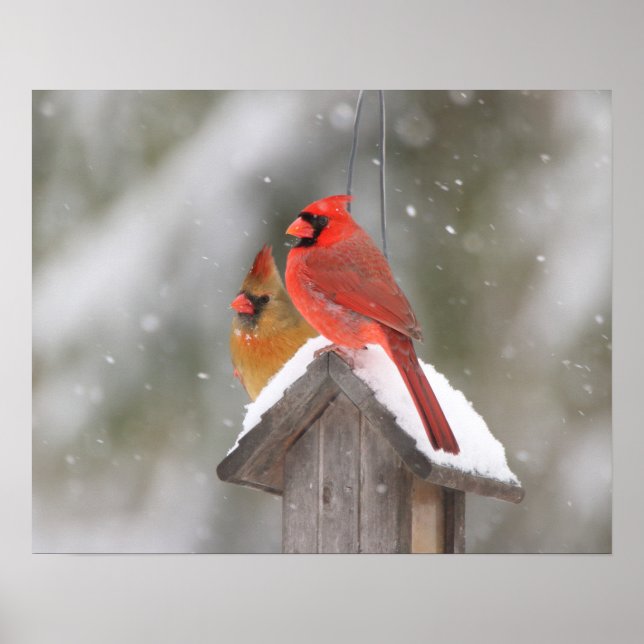 Póster Cardenales del norte en la nieve (Frente)
