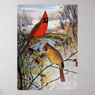 Póster Cardenales en invierno