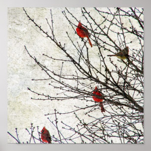 Póster Cardenales en un Grunge del árbol