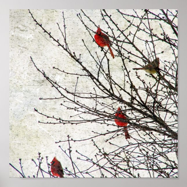 Póster Cardenales en un pozo de árbol (Frente)