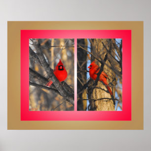 Póster Cardenales en una mañana de invierno "Crisp"