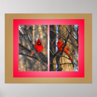 Póster Cardenales en una mañana de invierno "Crisp"