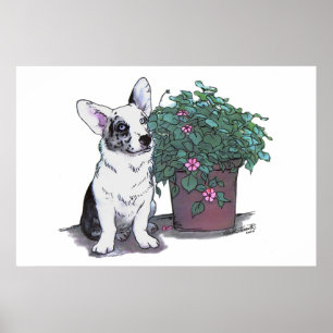 Póster Cardigan Welsh Corgi Print ~ Blue Merle