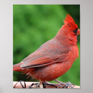 Póster Cardinal