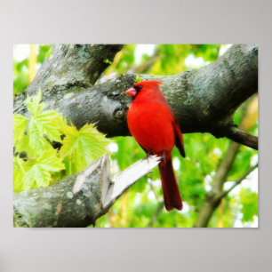 Póster Cardinal