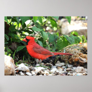 Póster Cardinal