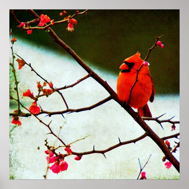 Póster Cardinal (Frente)