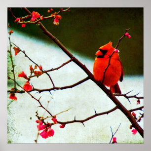 Póster Cardinal