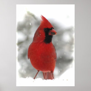 Póster Cardinal