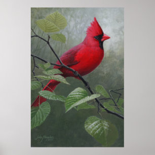 Póster Cardinal