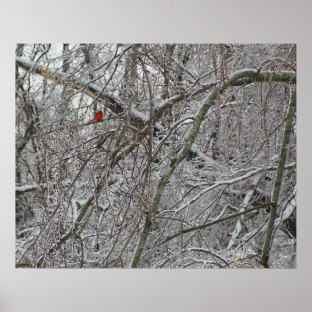 Póster Cardinal (Frente)