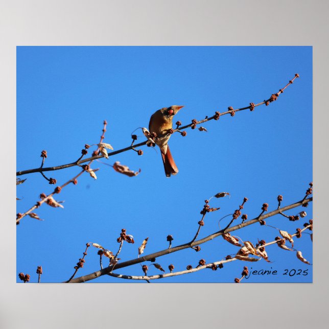 Póster Cardinal (Frente)