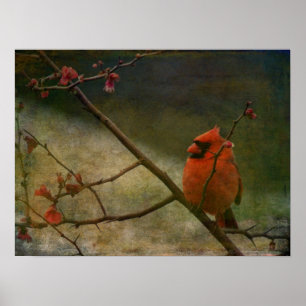 Póster Cardinal