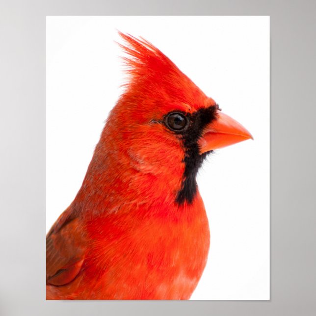 Póster Cardinal (Frente)