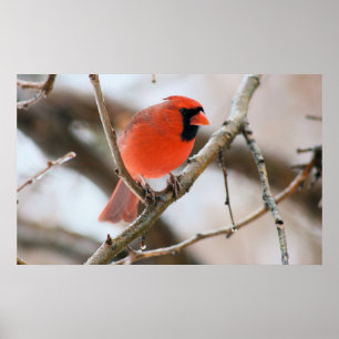 Póster Cardinal Bird