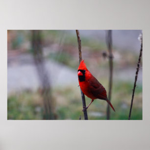 Póster Cardinal Bird masculino