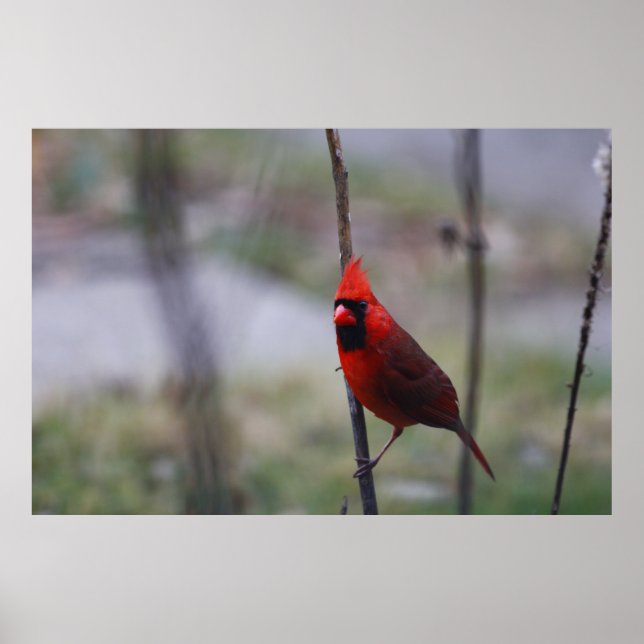 Póster Cardinal Bird masculino (Frente)