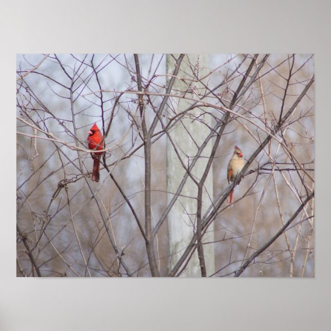 Póster Cardinal family (Frente)