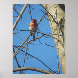 Póster Cardinal Femenino/Ave