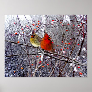 Póster Cardinal Forest Poster