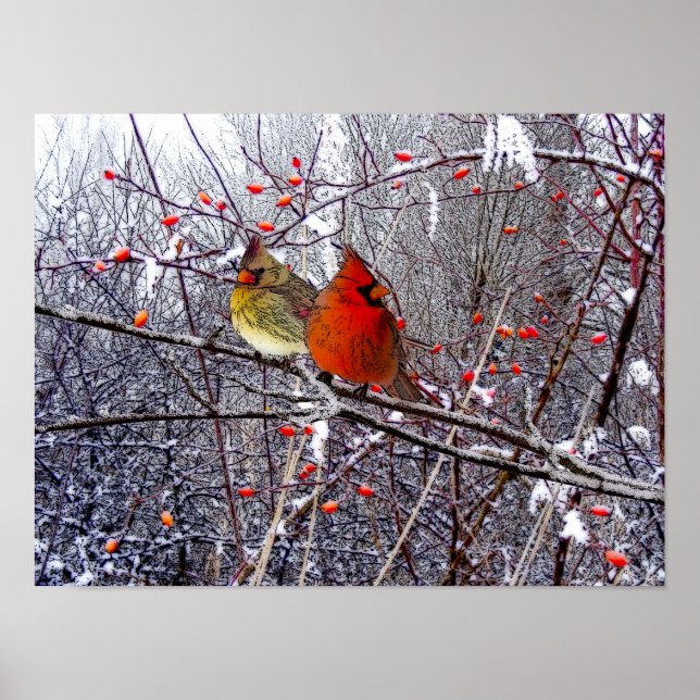Póster Cardinal Forest Poster (Frente)