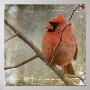 Póster Cardinal Grunge