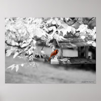 Cardinal Infrared