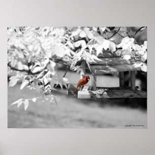 Póster Cardinal Infrared