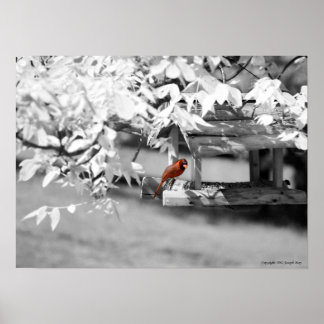 Póster Cardinal Infrared