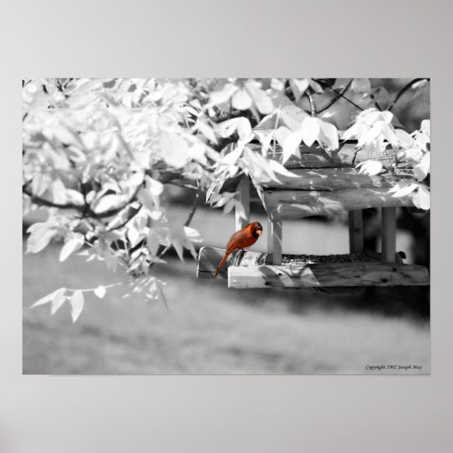 Póster Cardinal Infrared (Frente)
