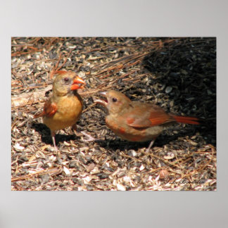 Póster Cardinal Mom & Baby Poster