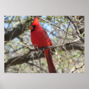Póster Cardinal Poster