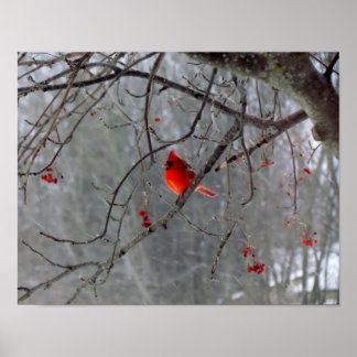 Póster Cardinal Poster